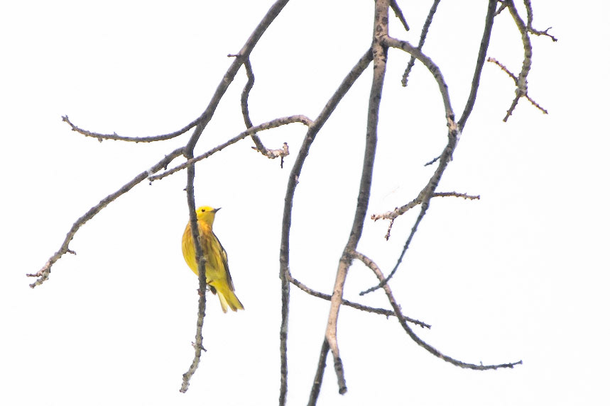 Yellow Warbler