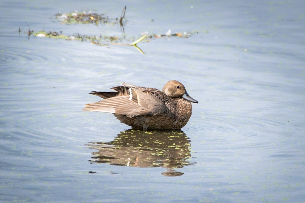 Northern Pintail