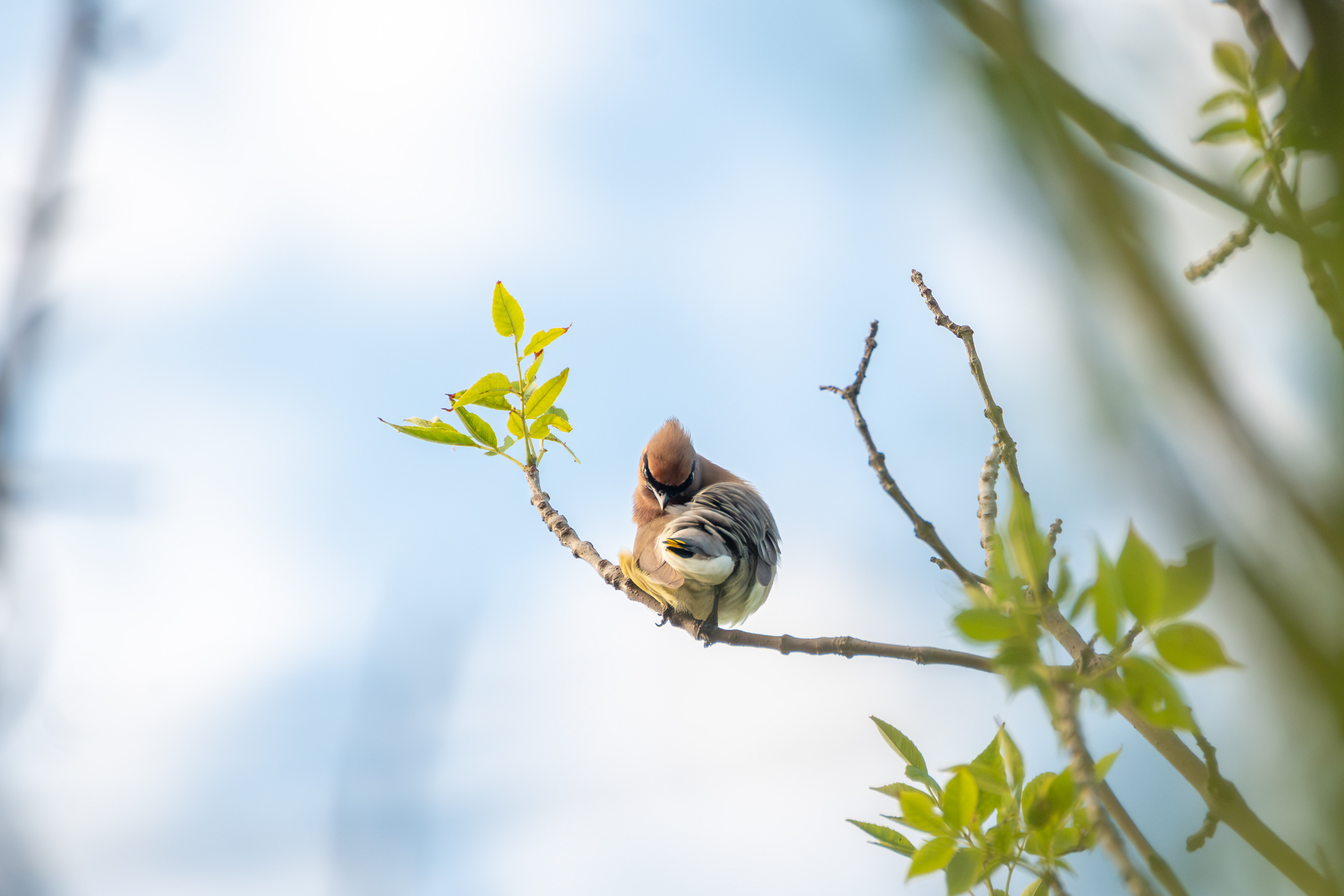 Cedar Waxwing