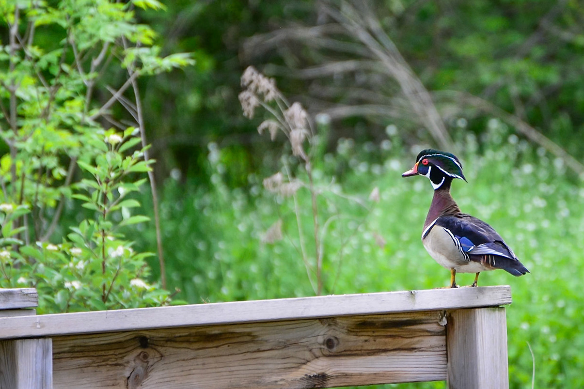 Wood Duck