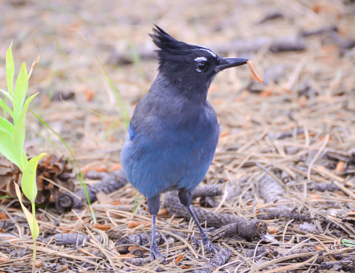 Stellars Jay
