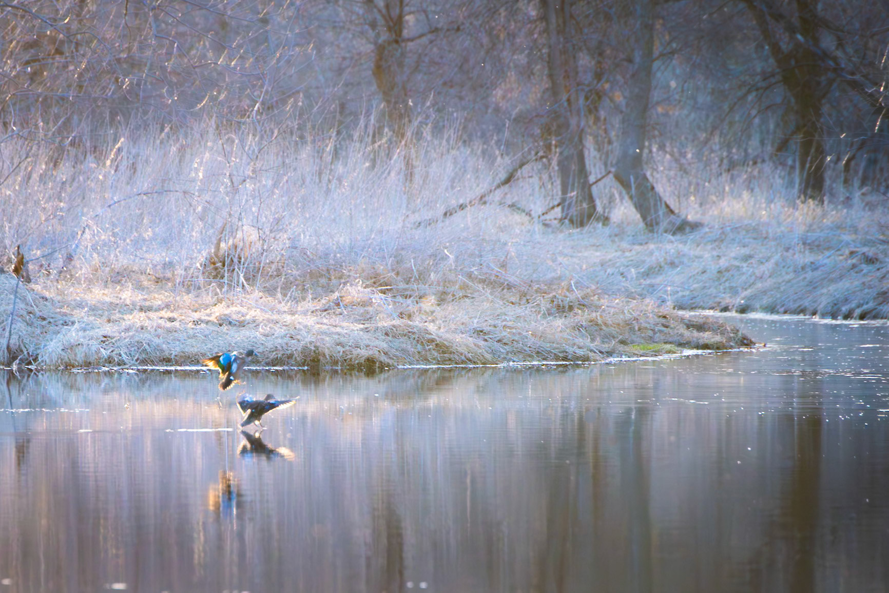 Blue Winged Teal