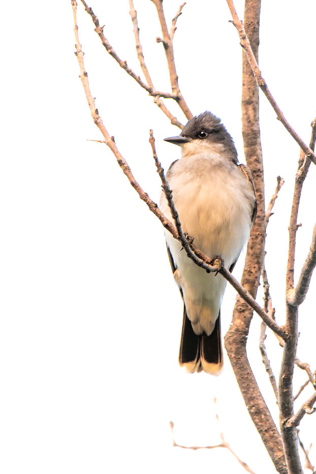 Eastern Kingbird