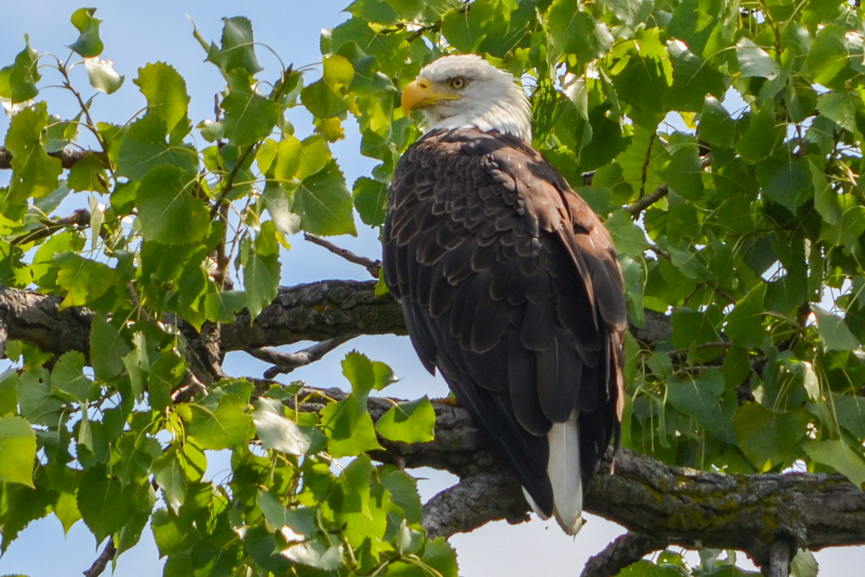 Bald Eagle