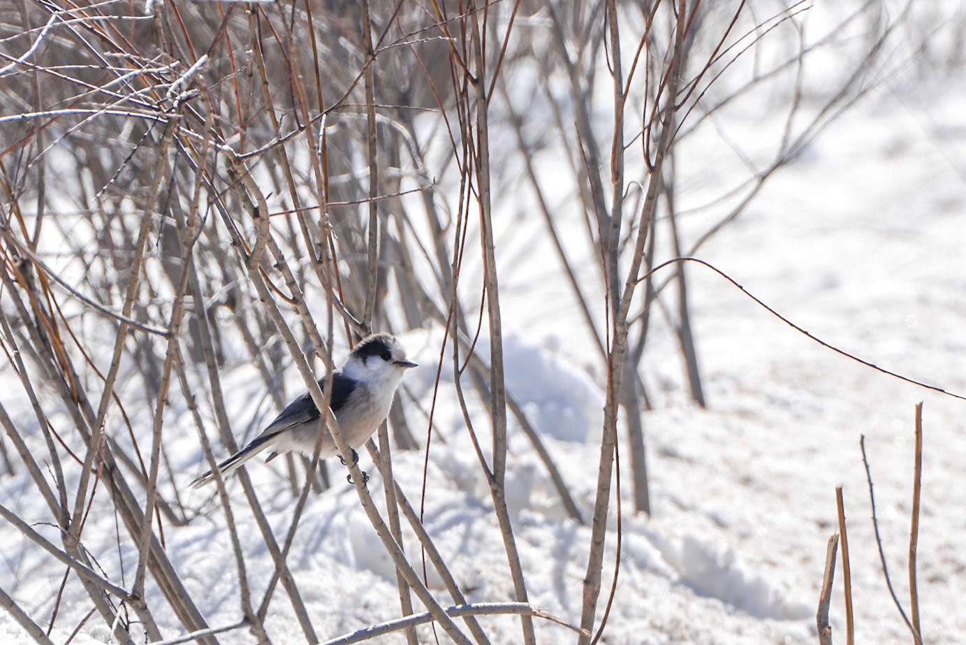 Canada Jay