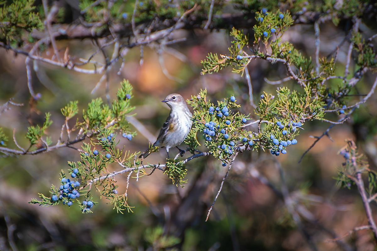 Yellow Rumped Warbler