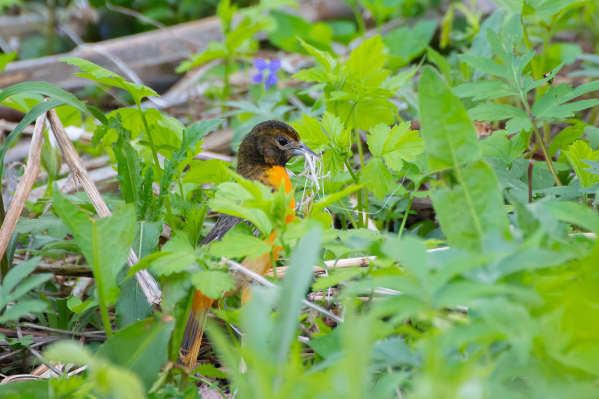 Baltimore Oriole