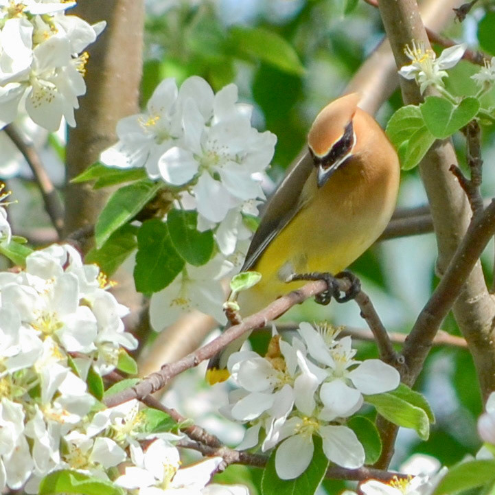 Cedar Waxwing