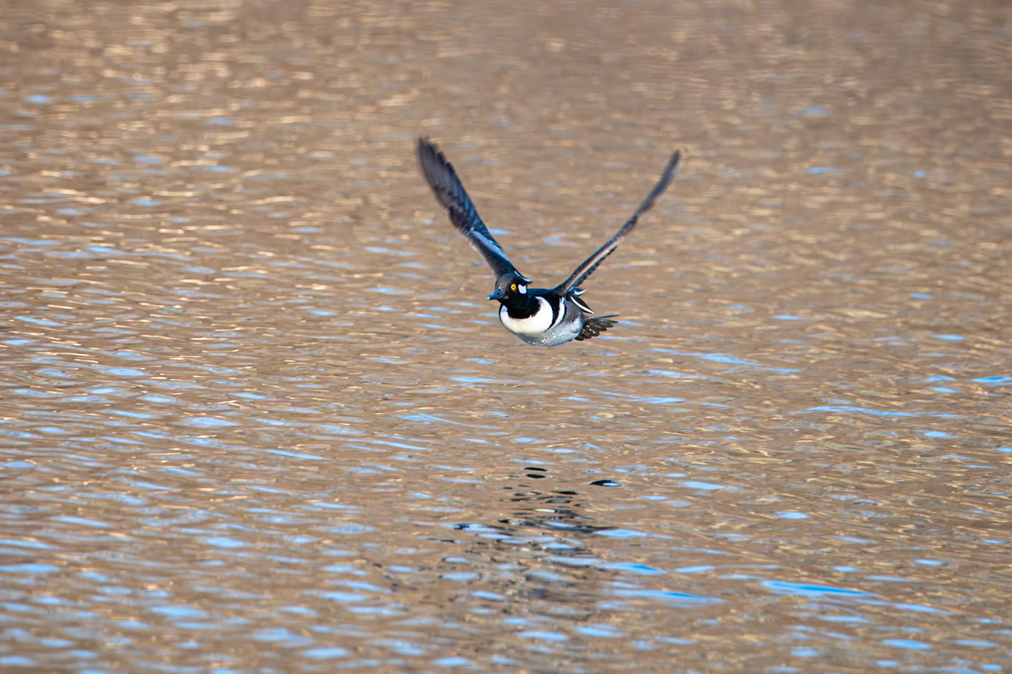 Hooded Merganser