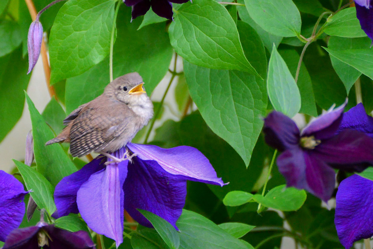 House Wren