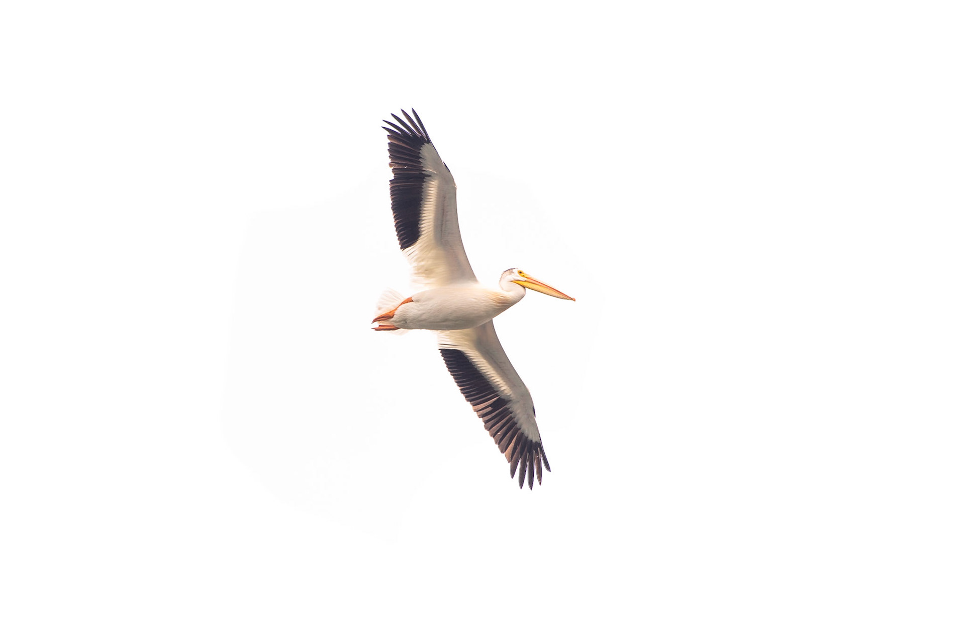 American Pelican