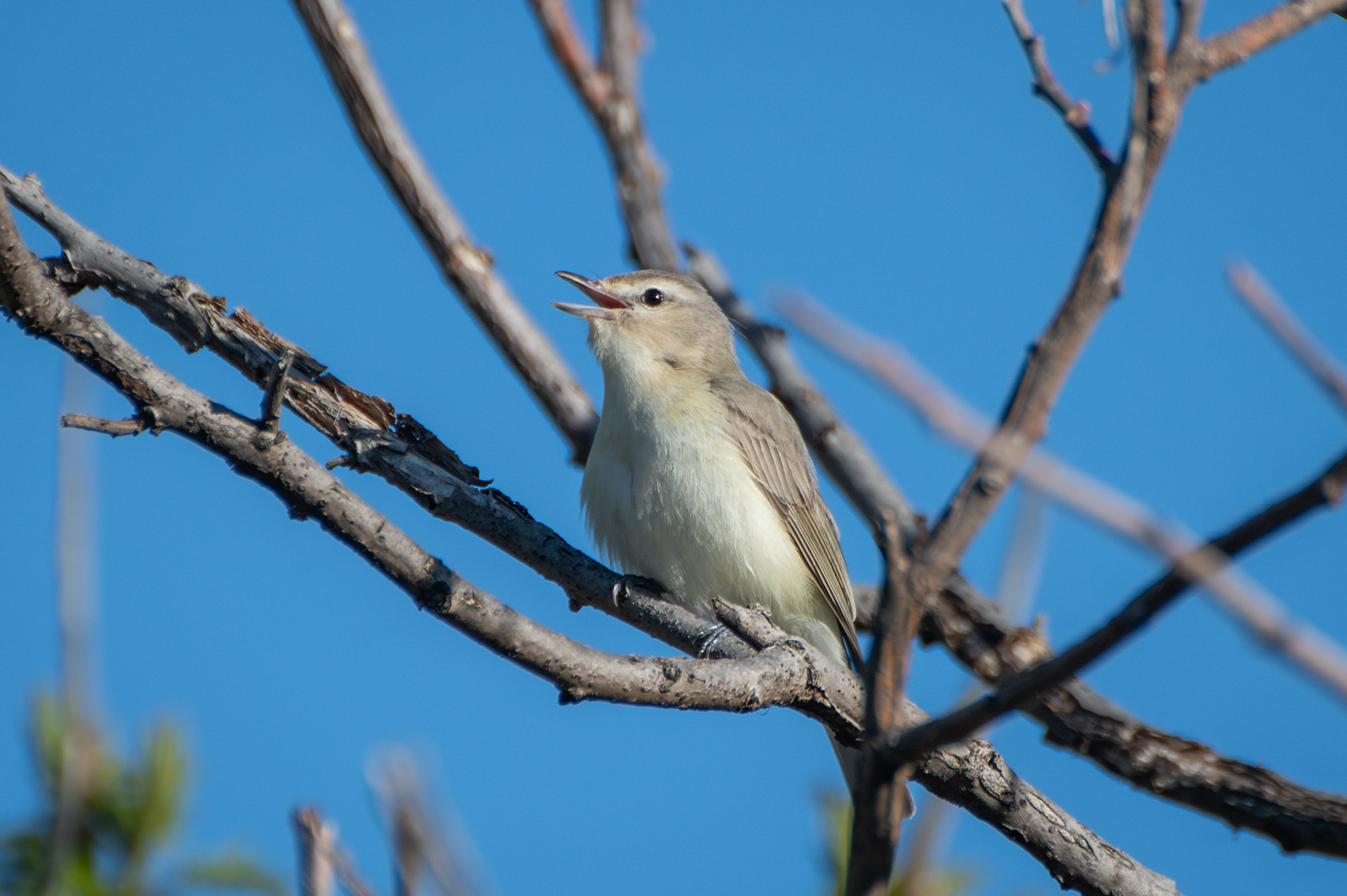 Warbling Vireo