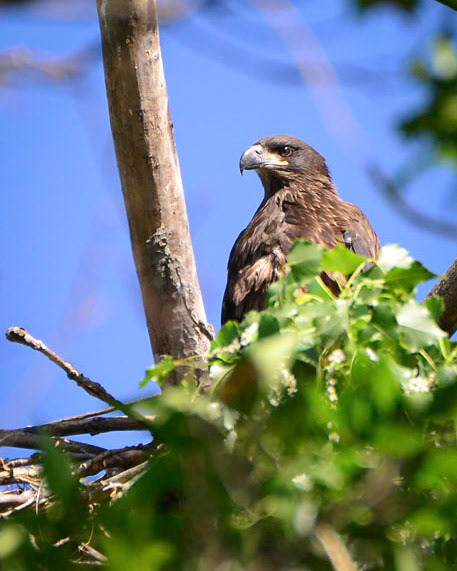 Juvenile Bald Eagle