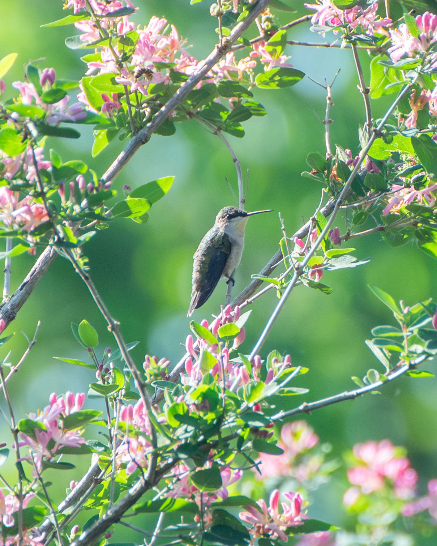 Ruby-throated Hummingbird