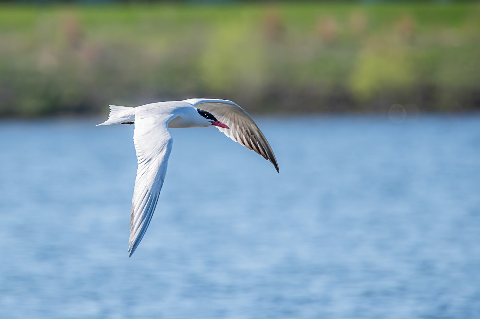 Caspian Tern