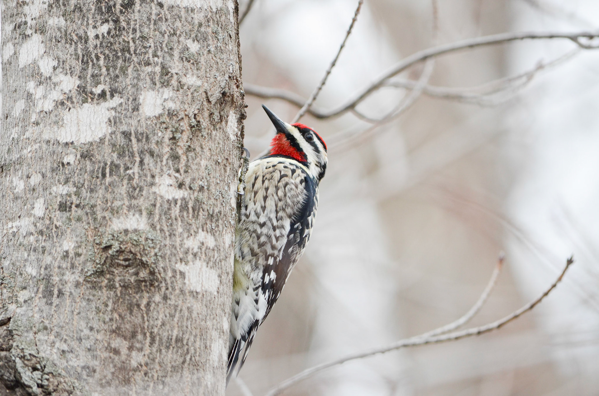 Yellow Bellied Sapsucker