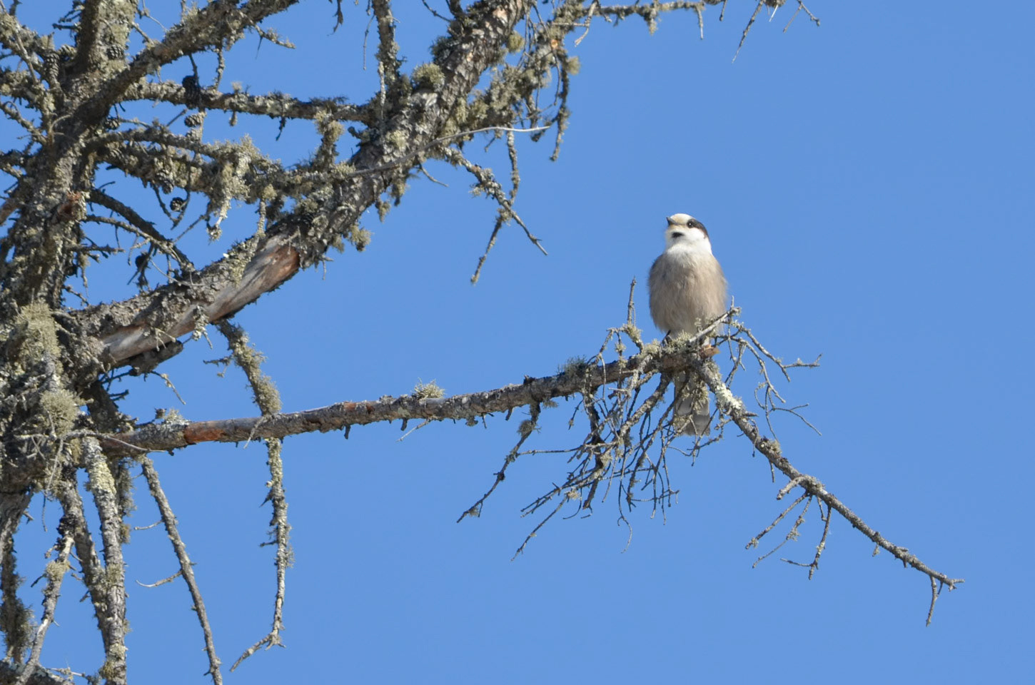Canada Jay