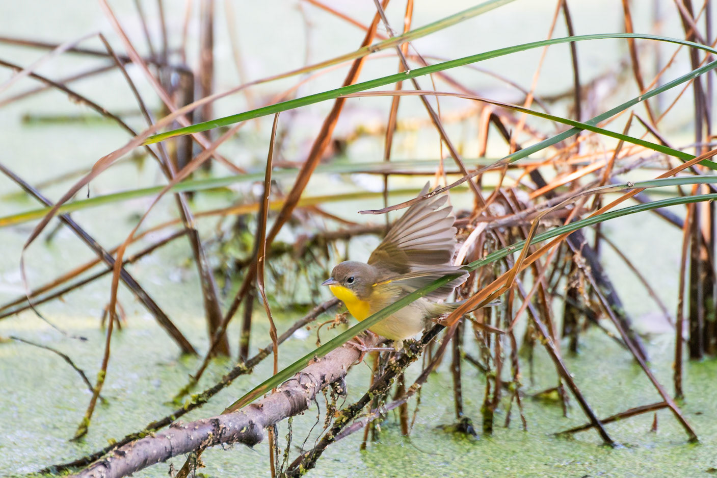 Common Yellowthroat