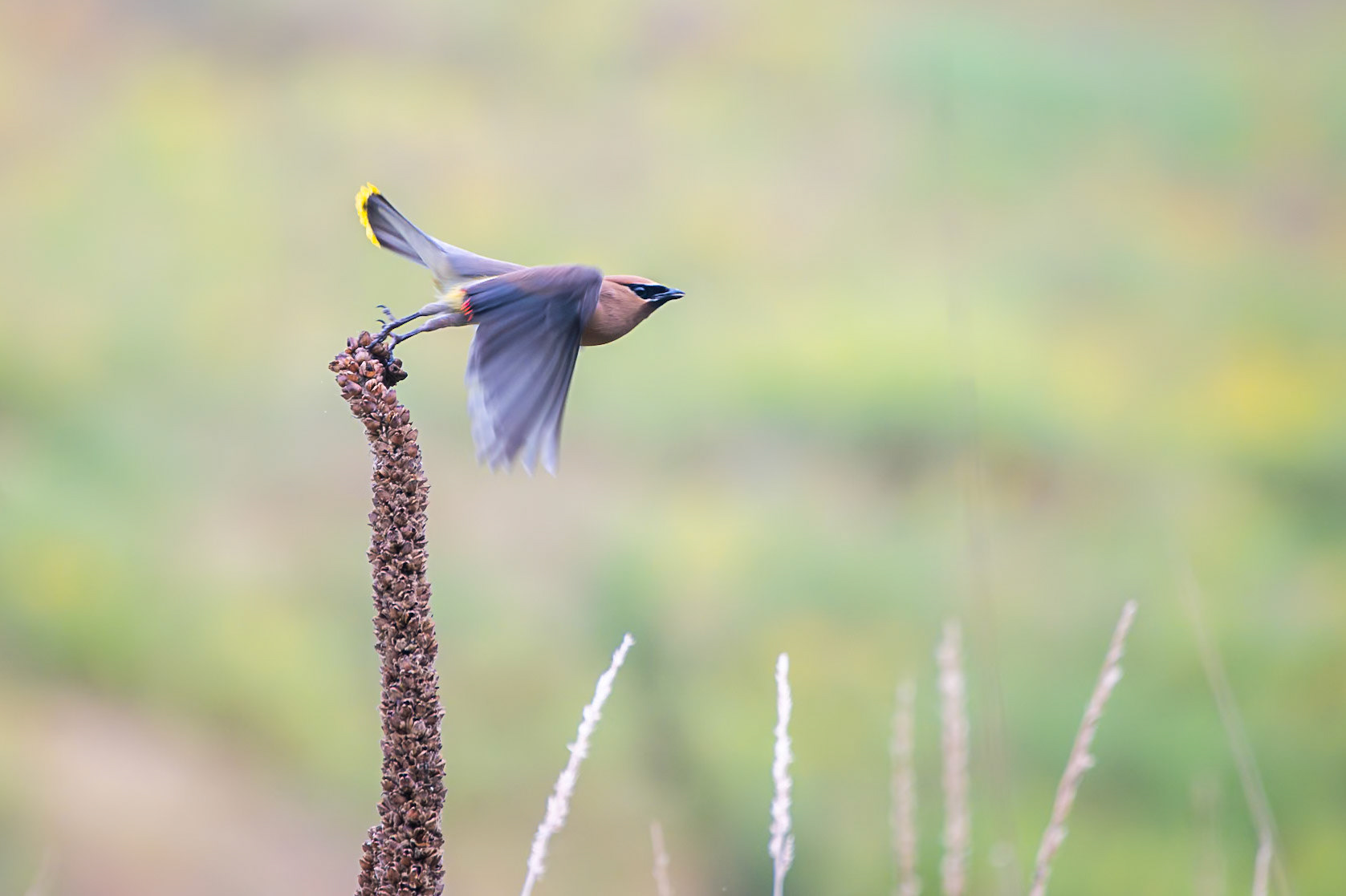 Cedar Waxwing