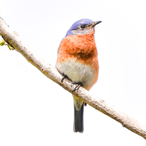 Eastern Bluebird