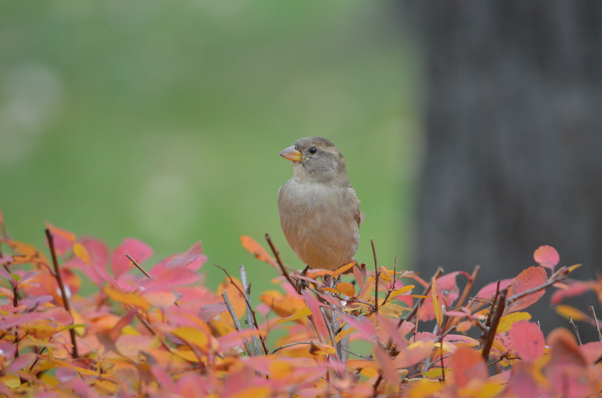 House Sparrow
