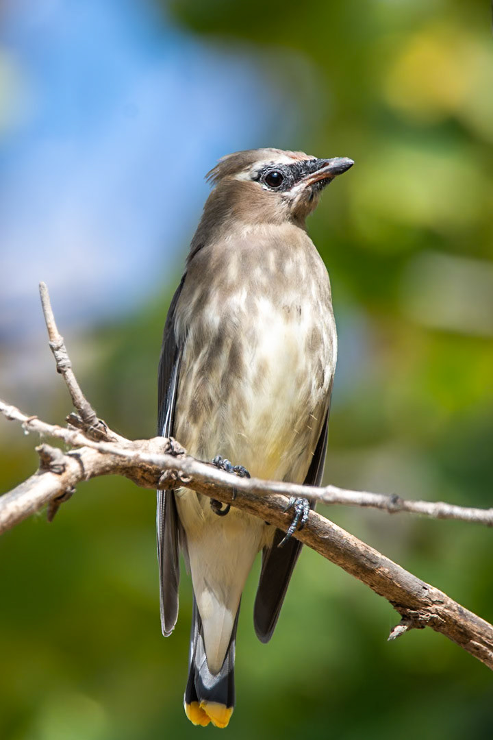 Cedar Waxwing