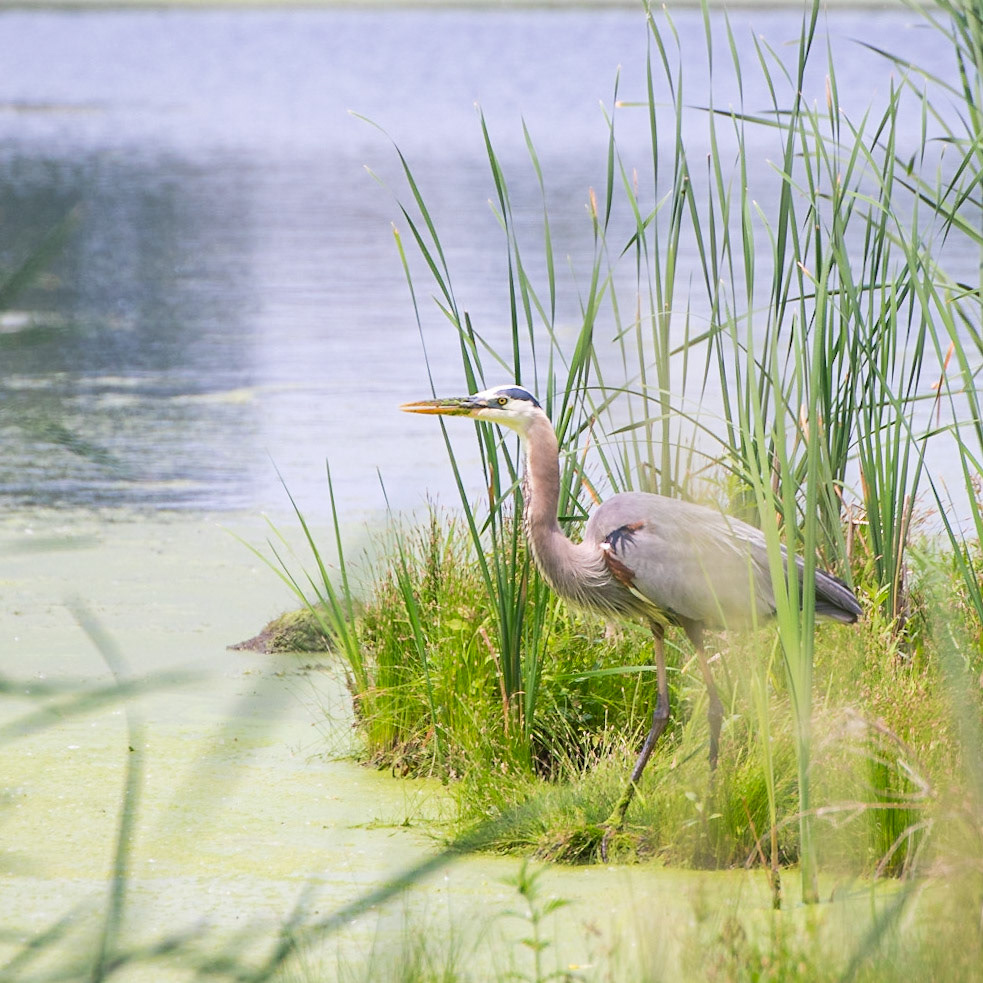 Great Blue Heron