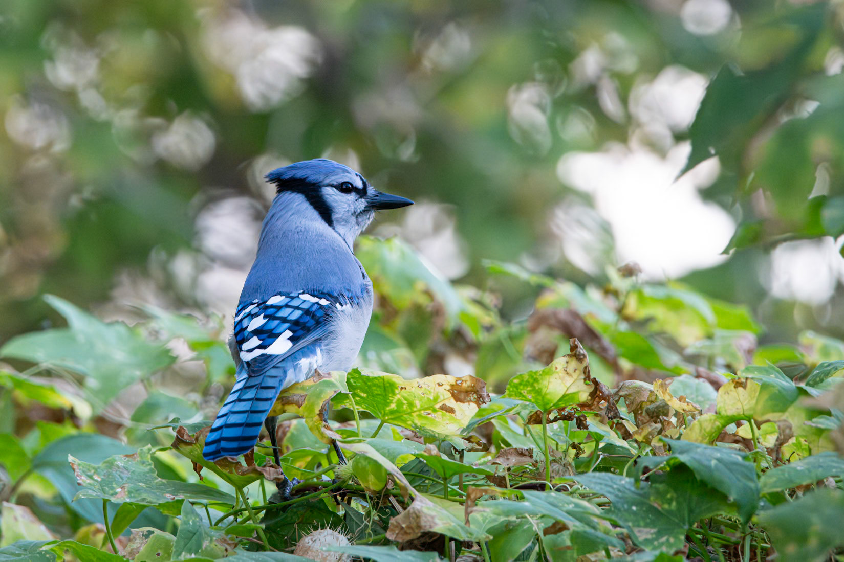 Blue Jay