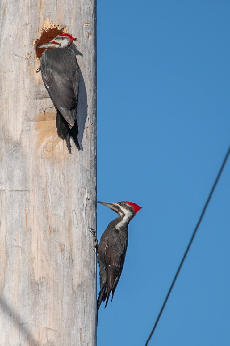 Pileated Woodpecker