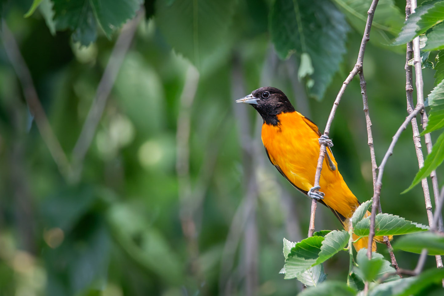 Baltimore Oriole