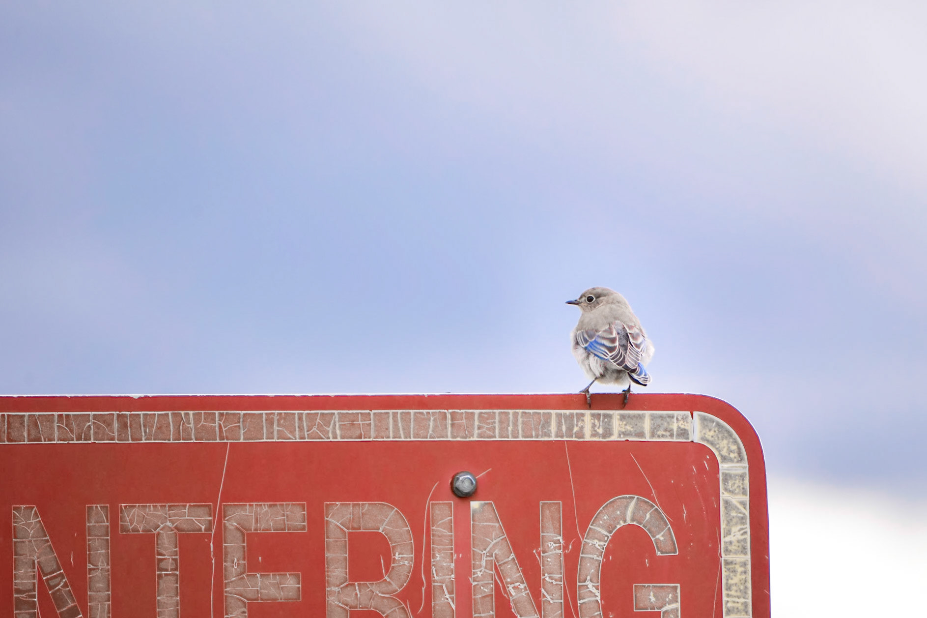 Mountain Bluebird