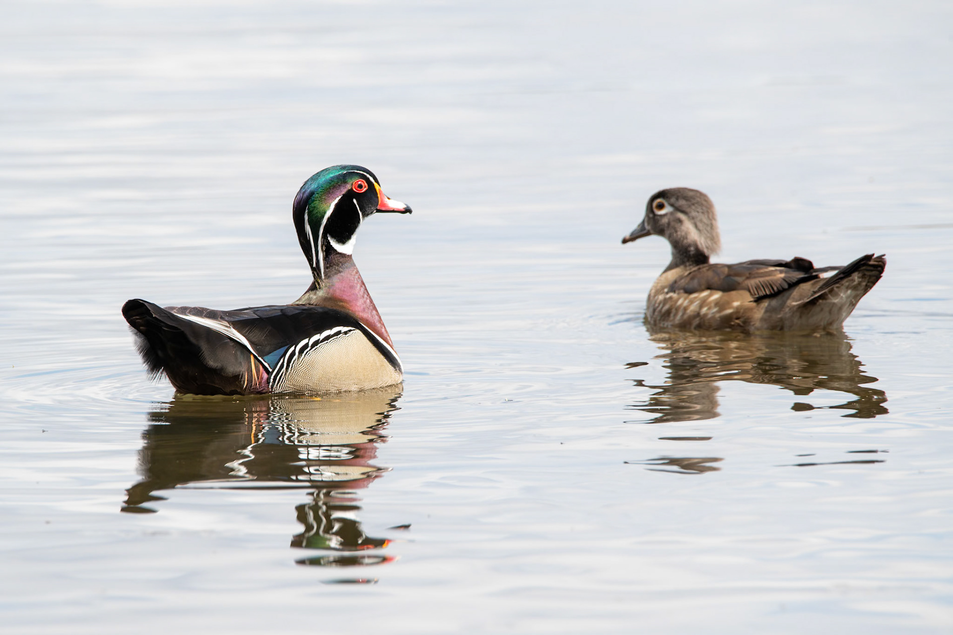 Wood Duck