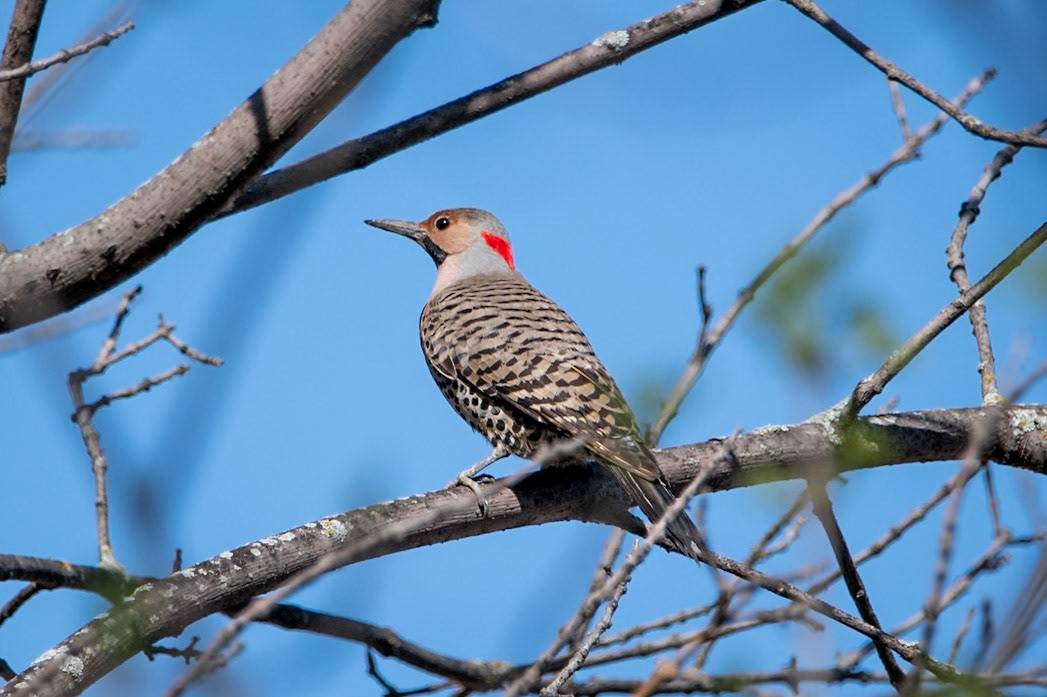 Northern Flicker