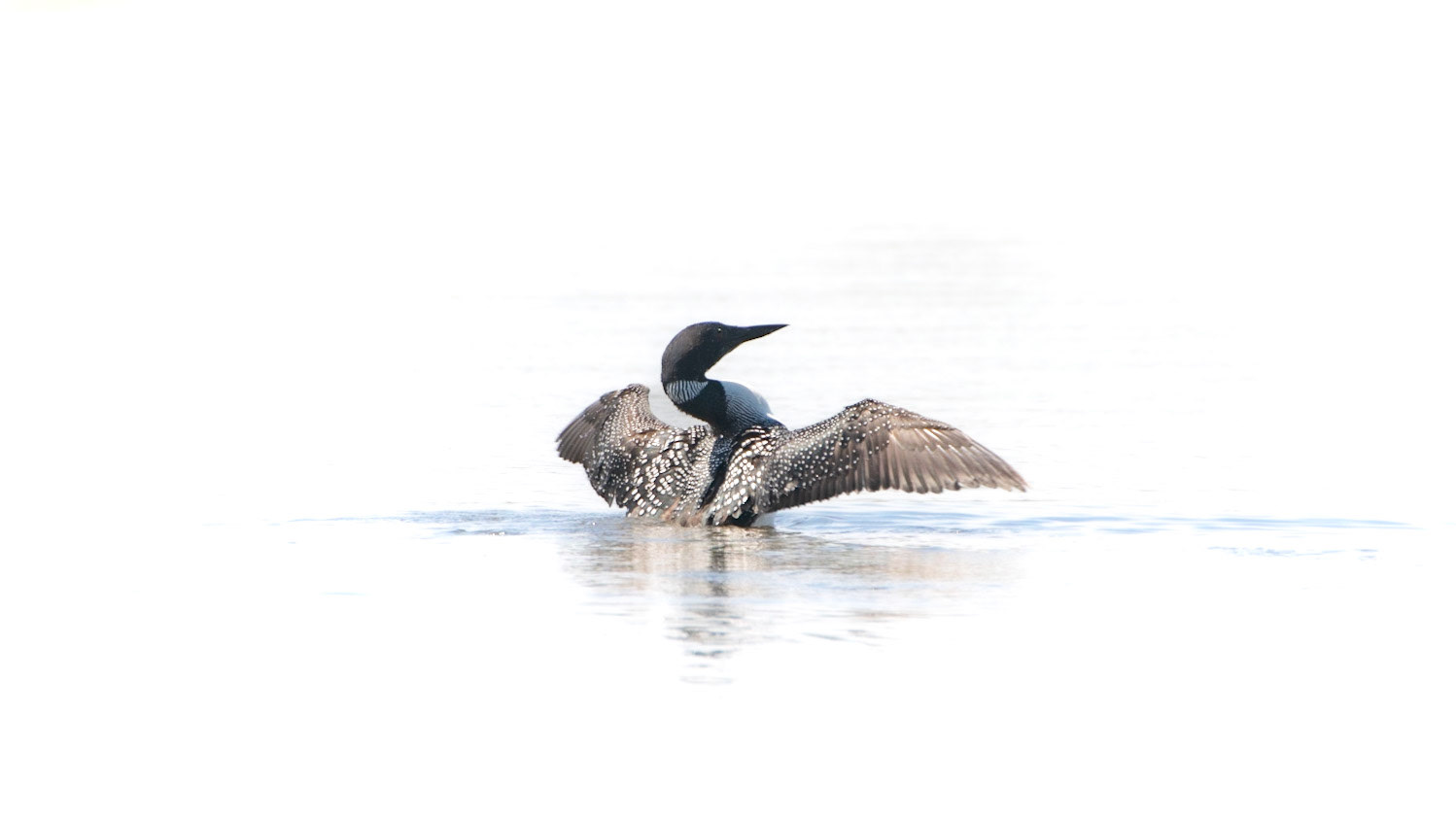 Common Loon