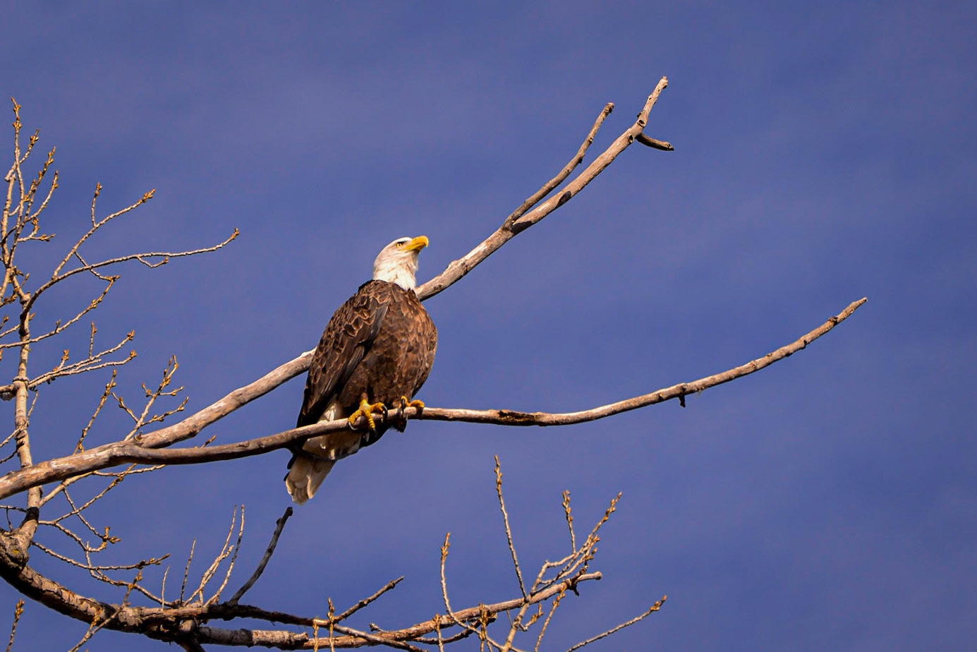 Bald Eagle