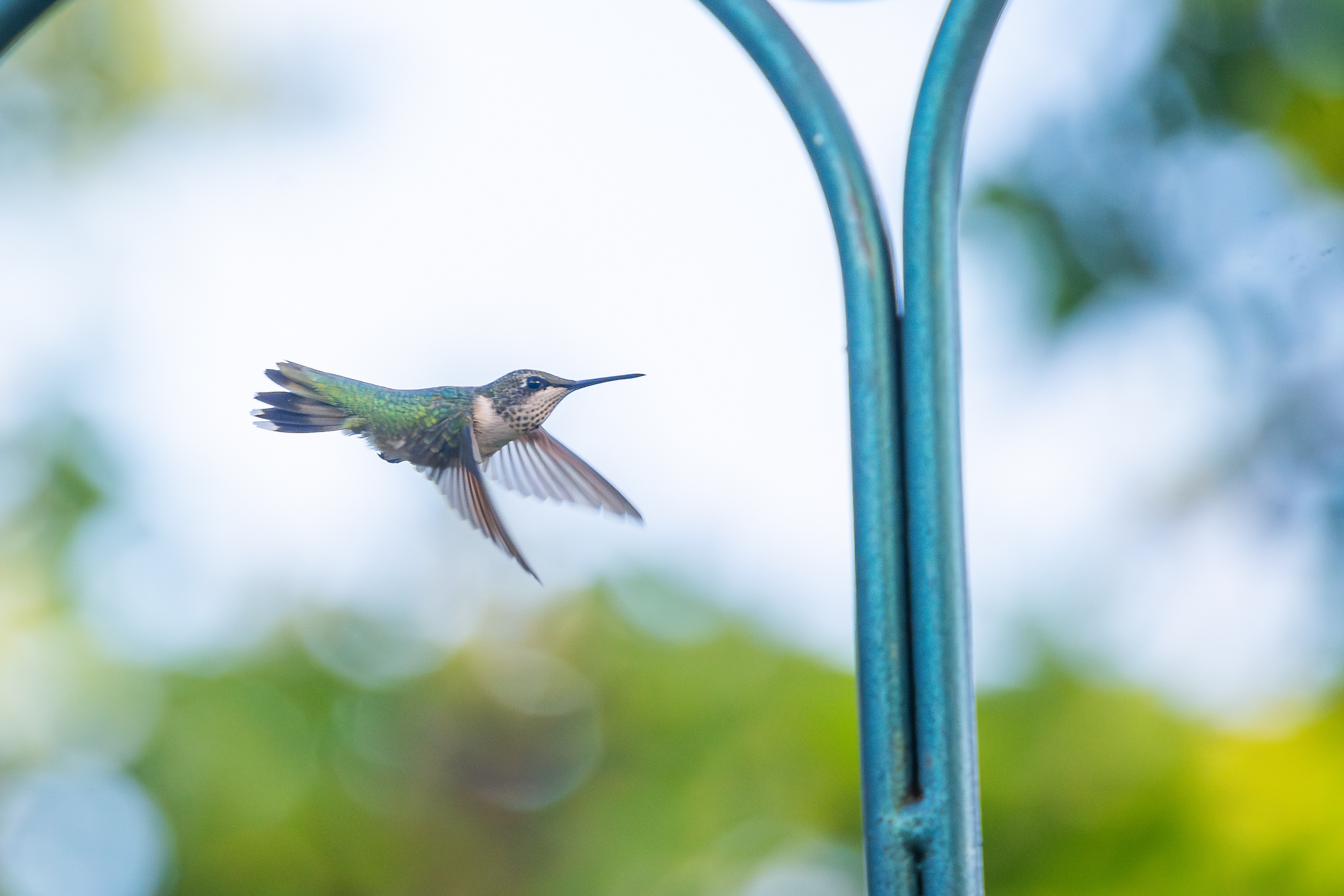 Ruby-throated Hummingbird