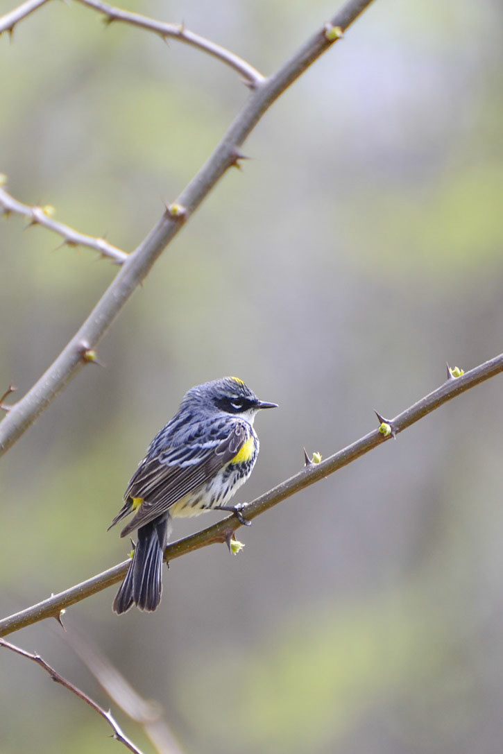Yellow Rumped Warbler