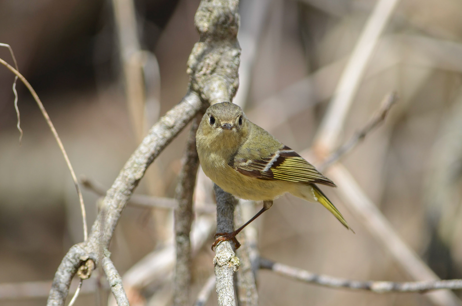 Ruby Crowned Kinglet