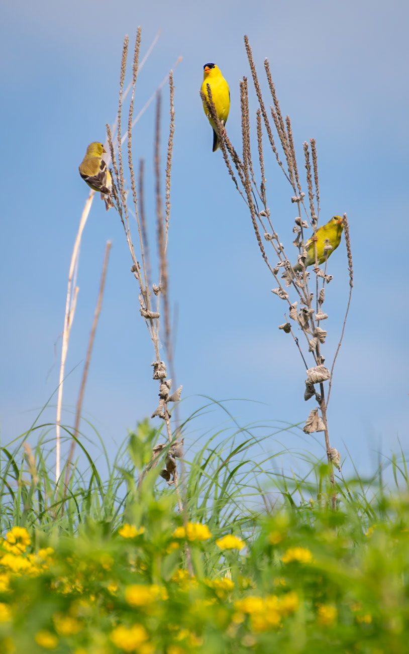 American Goldfinch