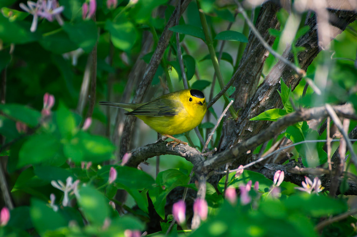 Wilsons Warbler