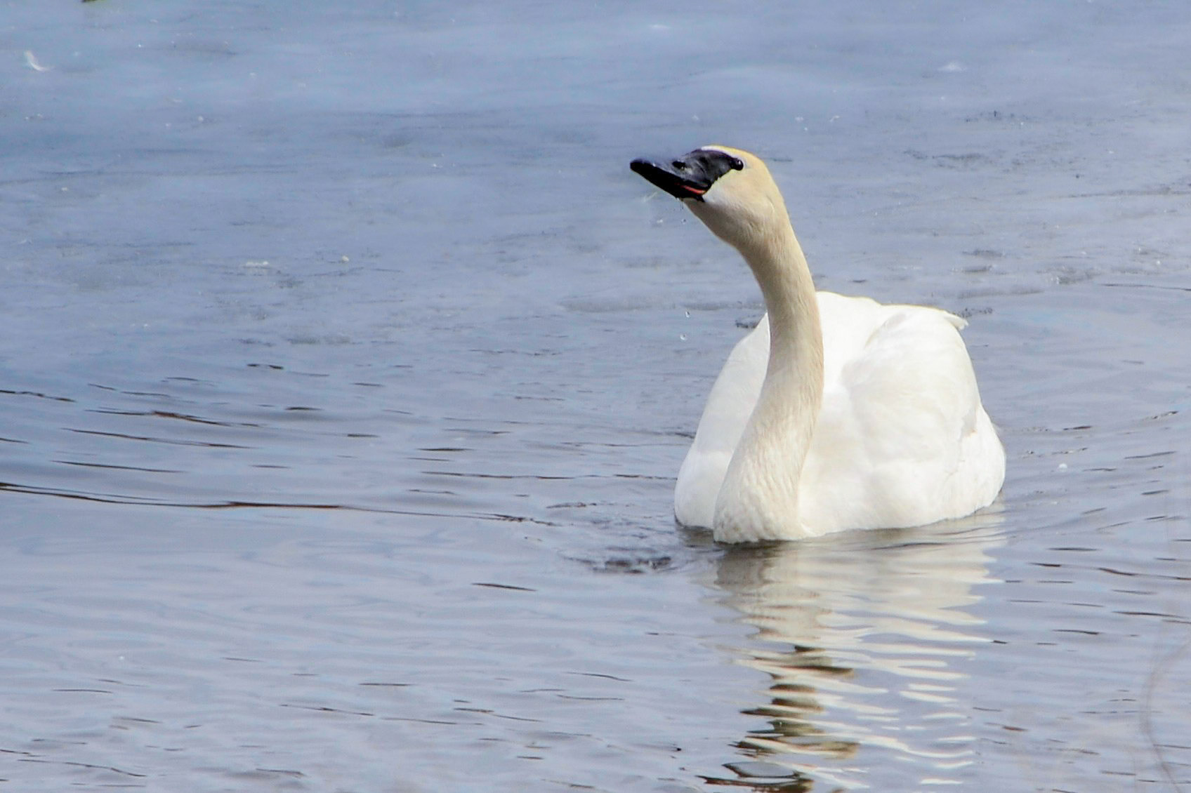 Trumpeter Swan