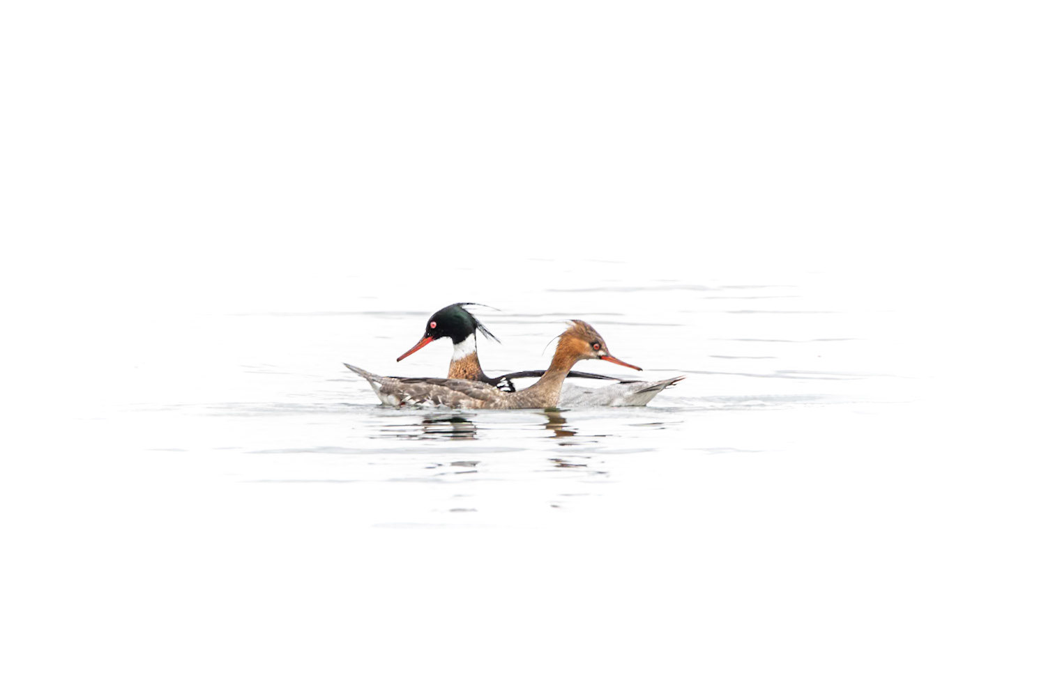 Red-Breasted Merganser