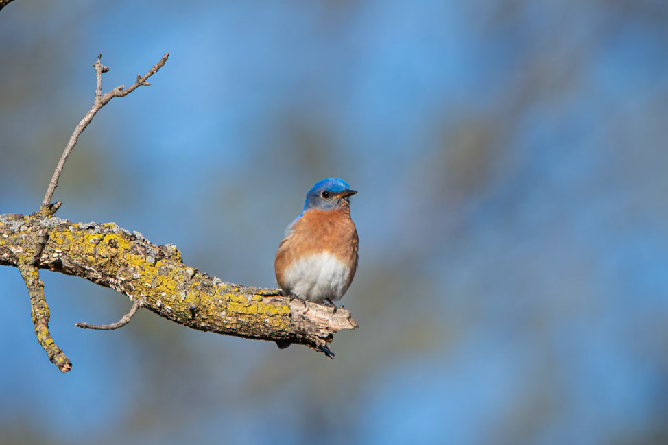 Eastern Bluebird