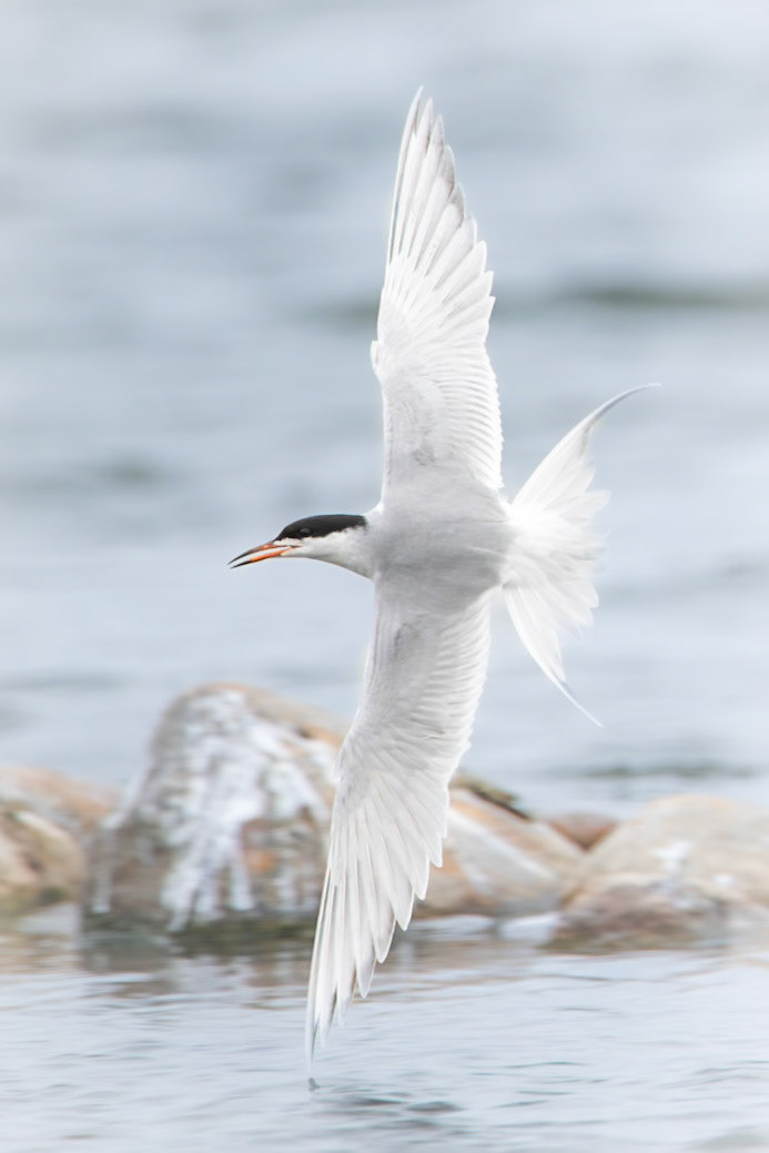 Forster's Tern