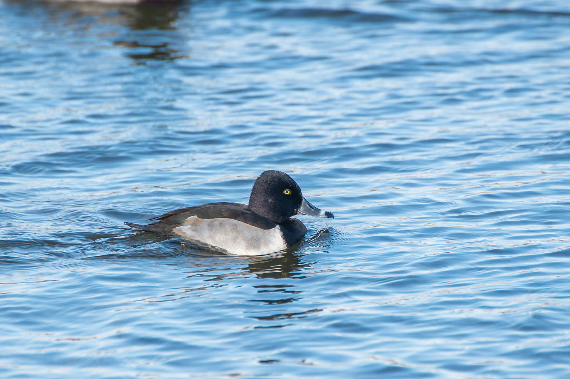 Ring Necked Duck