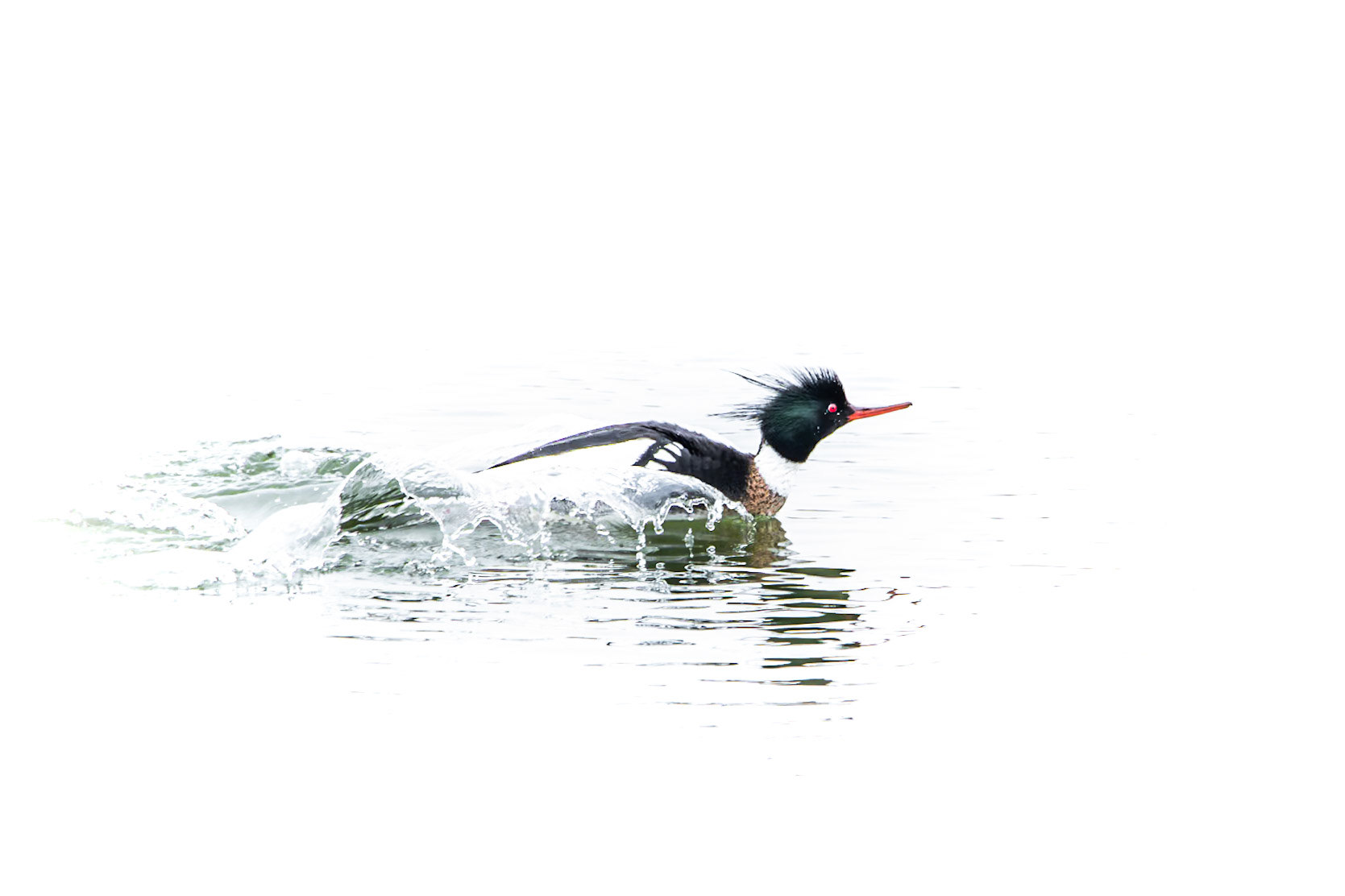 Red-Breasted Merganser