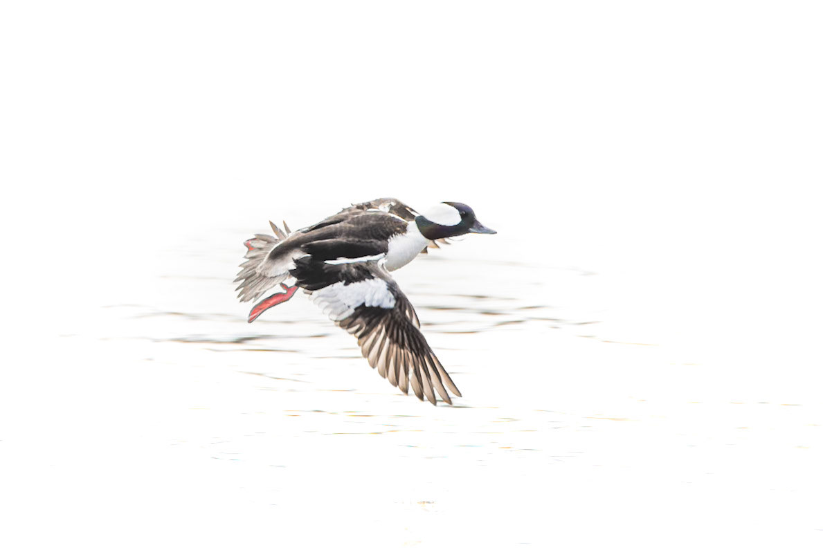 Bufflehead