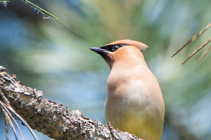 Cedar Waxwing