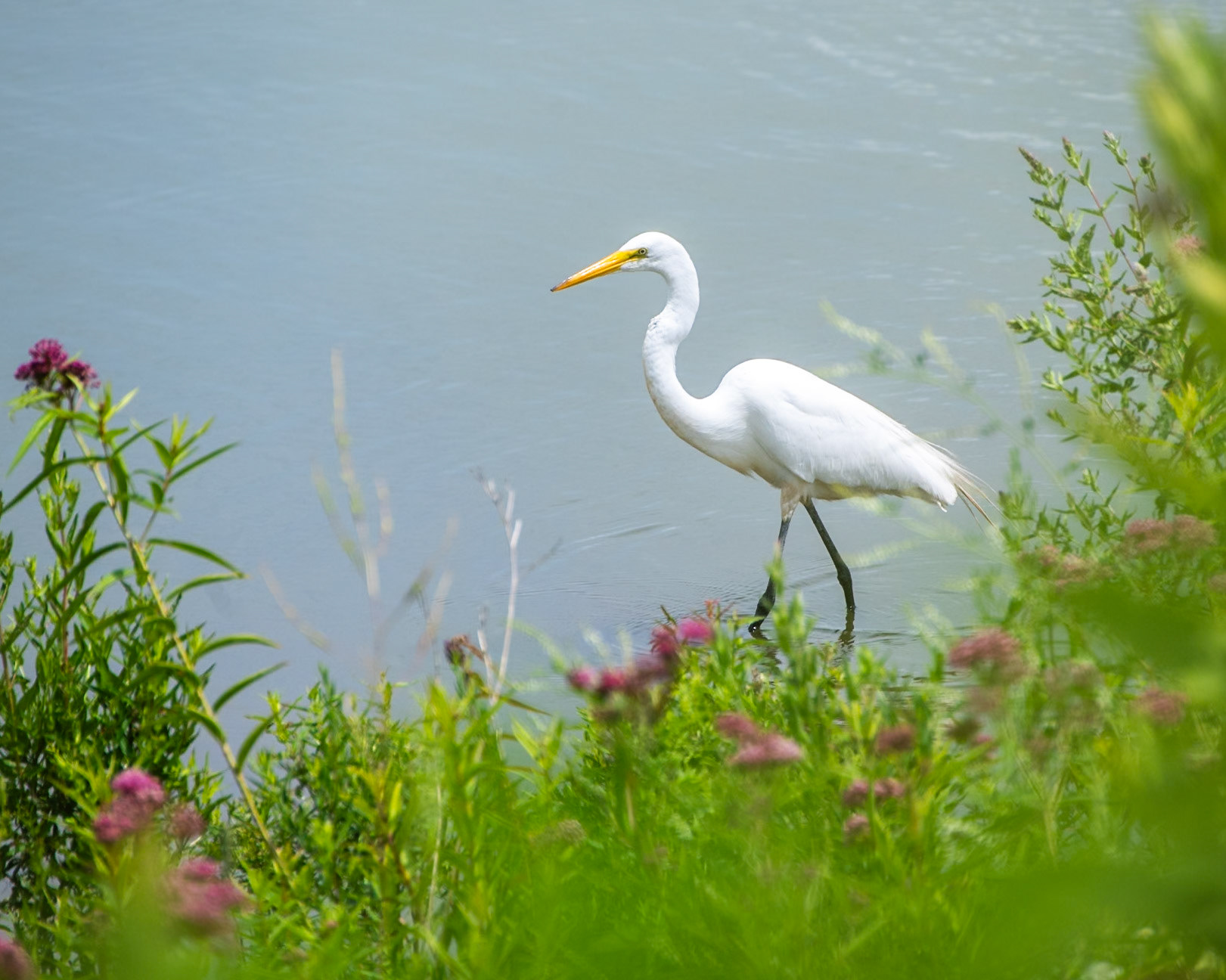 Egret