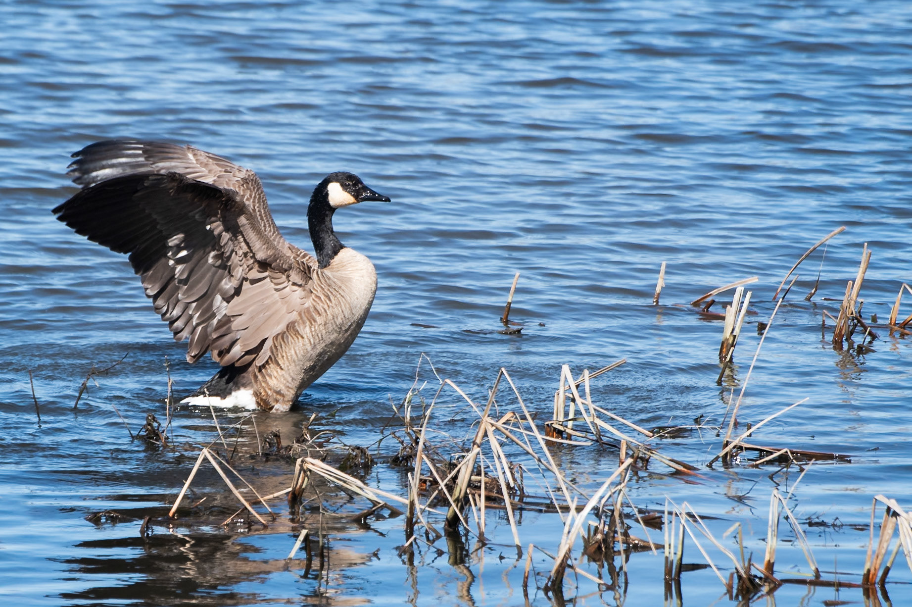 Canada Goose